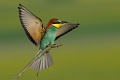 Żołna - European Bee-eater - Merops apiaster